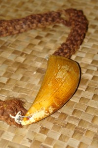 Fijian whale's tooth | Image via Matt Tomlinson